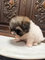 Tiny Little Boy , a male Maltipoo for sale in Houston, TX – 5 of 5