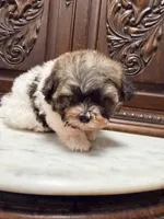 Tiny Little Boy , a male Maltipoo for sale in Houston, TX – 2 of 5