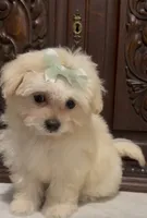 Tiny Female Mal-Chi, a female Chihuahua and Maltese for sale in Houston, TX – 7 of 10
