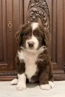 Chocolate and White Female , a female Aussiedoodle for sale in Houston, TX – 7 of 7