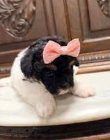Tiny Toy Female, a female Poodle - Toy  for sale in Houston, TX – 4 of 10