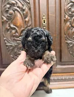 Tiny Toy Male, a male Poodle - Toy  for sale in Houston, TX – 7 of 10