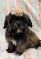 Tiny little girl, a female Maltipoo and Shorkie for sale in Houston, TX – Photo 1 of 4