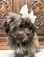 Tiny little girl, a female Maltipoo and Shorkie for sale in Houston, TX – Photo 7 of 7