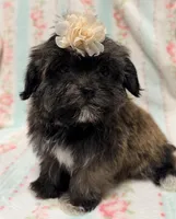 Tiny little girl, a female Maltipoo and Shorkie for sale in Houston, TX – Photo 4 of 4