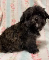 Tiny little girl, a female Maltipoo and Shorkie for sale in Houston, TX – Photo 2 of 4