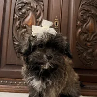 Tiny little girl, a female Maltipoo and Shorkie for sale in Houston, TX – Photo 5 of 7