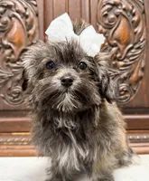 Tiny little girl, a female Maltipoo and Shorkie for sale in Houston, TX – Photo 1 of 7