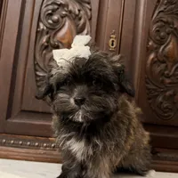 Tiny little girl, a female Maltipoo and Shorkie for sale in Houston, TX – Photo 4 of 7