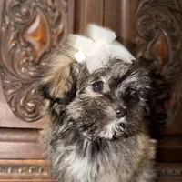 Tiny little girl, a female Maltipoo and Shorkie for sale in Houston, TX – Photo 2 of 7