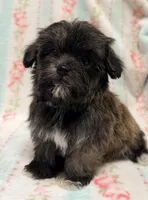Tiny little girl, a female Maltipoo and Shorkie for sale in Houston, TX – Photo 3 of 4