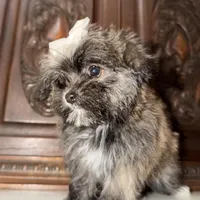 Tiny little girl, a female Maltipoo and Shorkie for sale in Houston, TX – Photo 3 of 7