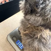 Tiny little girl, a female Maltipoo and Shorkie for sale in Houston, TX – Photo 6 of 7