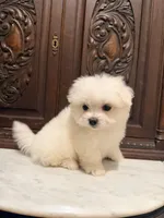 Precious Tiny Boy, a male Malchi for sale in Houston, TX – 3 of 6