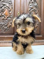 Darling little boy, a male Yorkshire Terrier for sale in Houston, TX – 4 of 5