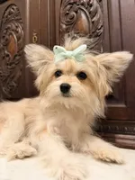 Little Female, a female Pomeranian for sale in Houston, TX – 4 of 7
