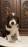 Chocolate and White Female , a female Aussiedoodle for sale in Houston, TX – 5 of 7