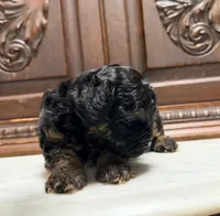 Tiny Toy Male, a male Poodle - Toy  for sale in Houston, TX – 2 of 10