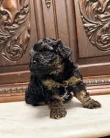 Tiny Toy Male, a male Poodle - Toy  for sale in Houston, TX – 6 of 10
