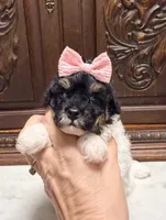 Tiny Toy Female, a female Poodle - Toy  for sale in Houston, TX – 5 of 10