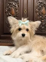 Little Female, a female Pomeranian for sale in Houston, TX – 7 of 7