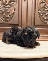 Tiny Toy Male, a male Poodle - Toy  for sale in Houston, TX – 5 of 10