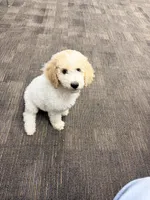 Gorgeous Male , a male Poodle - Multi-Colored Standard and Poodle - Standard  for sale in Houston, TX – 3 of 3