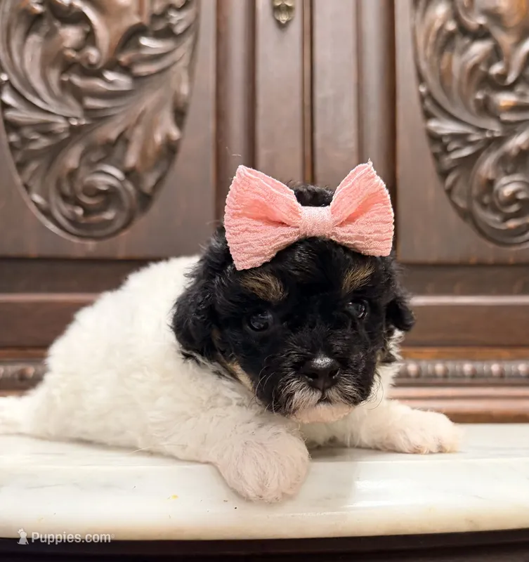Tiny Toy Female – Poodle - Toy  puppy for sale in Houston, TX