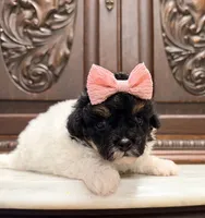 Tiny Toy Female, a female Poodle - Toy  for sale in Houston, TX – 1 of 10