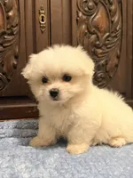 Precious Tiny Boy, a male Malchi for sale in Houston, TX – 6 of 6