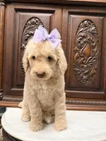 Sweetheart Female, a female Poodle - Standard  for sale in Houston, TX – Photo 1 of 6