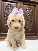 Sweetheart Female, a female Poodle - Standard  for sale in Houston, TX – Photo 2 of 6
