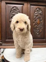 Sweetheart Female, a female Poodle - Standard  for sale in Houston, TX – Photo 4 of 6