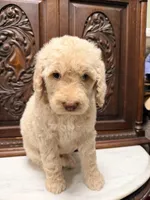 Sweetheart Female, a female Poodle - Standard  for sale in Houston, TX – Photo 3 of 6