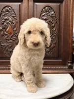 Sweetheart Female, a female Poodle - Standard  for sale in Houston, TX – Photo 5 of 6