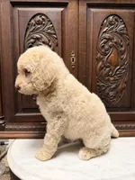 Sweetheart Female, a female Poodle - Standard  for sale in Houston, TX – Photo 6 of 6