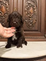 Aussiedoodle Female, a female Aussiedoodle for sale in Houston, TX – 4 of 4