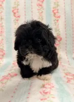 Beautiful Female , a female Maltipoo and Shih Tzu for sale in Houston, TX – Photo 1 of 4
