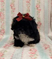 Beautiful Female , a female Maltipoo and Shih Tzu for sale in Houston, TX – Photo 2 of 4