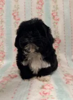 Beautiful Female , a female Maltipoo and Shih Tzu for sale in Houston, TX – Photo 4 of 4