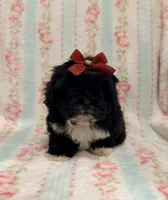 Beautiful Female , a female Maltipoo and Shih Tzu for sale in Houston, TX – Photo 3 of 4