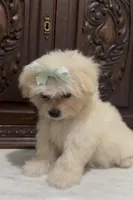 Tiny Female Mal-Chi, a female Chihuahua and Maltese for sale in Houston, TX – 10 of 10
