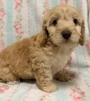 Precious Female, a female Cockapoo and Cocker Spaniel for sale in Houston, TX – Photo 3 of 4