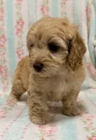 Precious Female, a female Cockapoo and Cocker Spaniel for sale in Houston, TX – Photo 1 of 4