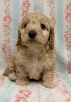 Precious Female, a female Cockapoo and Cocker Spaniel for sale in Houston, TX – Photo 2 of 4