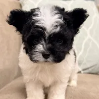Precious Little Boy, a male Chihuahua and Poodle - Toy  for sale in Houston, TX – Photo 1 of 9