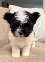 Precious Little Boy, a male Chihuahua and Poodle - Toy  for sale in Houston, TX – Photo 1 of 9