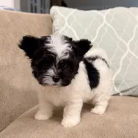 Precious Little Boy, a male Chihuahua and Poodle - Toy  for sale in Houston, TX – Photo 2 of 9