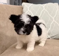 Precious Little Boy, a male Chihuahua and Poodle - Toy  for sale in Houston, TX – Photo 2 of 9