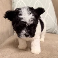 Precious Little Boy, a male Chihuahua and Poodle - Toy  for sale in Houston, TX – Photo 3 of 9